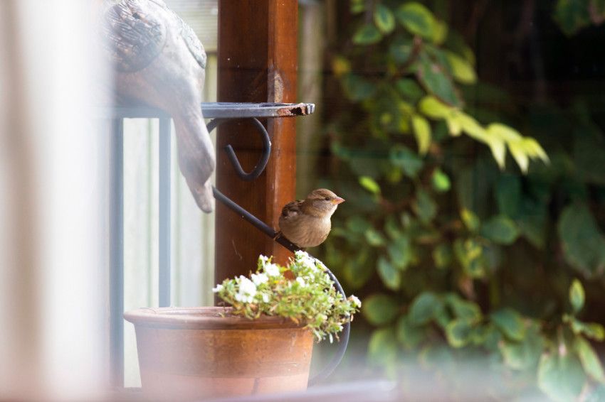 Deze dieren leven of wonen zelf in jouw huis